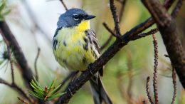 Kirtland's Warbler