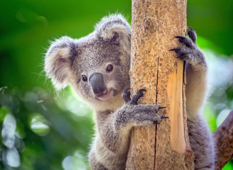 Koala On Tree