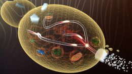 Lignocellulose Biorefinery Developed for Value-Added Chemical Overproduction in Yeast