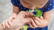 Little Girl Smelling Mint