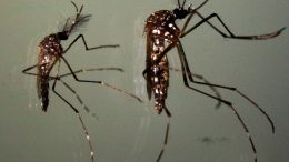 Male and a Female Aedes Mosquito