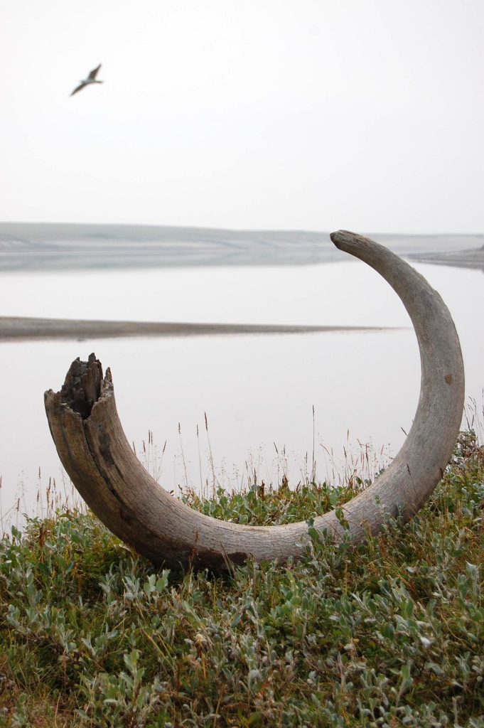 Mammoth Tusk on Logata River Bank