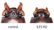 Mandibles of a Male Gnatocerus cornutus Beetle