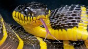 Mangrove Snake Tongue Out