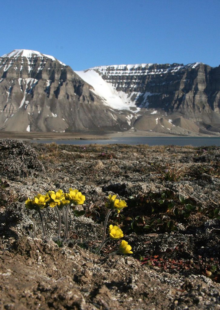 Modern Arctic Landscape