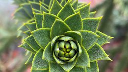 Monkey Puzzle