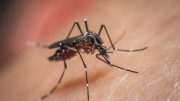 Mosquito (Aedes aegypti) Sucking Blood