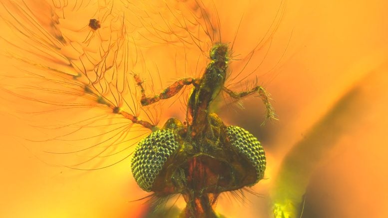 Mosquito Head in Amber