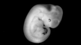 Mouse Embryo