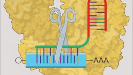 mRNA Knock-Down