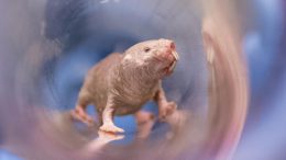 Naked Mole-Rat Female