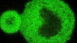 Nanoscale Scan Image Showing Protein Condensate Interaction