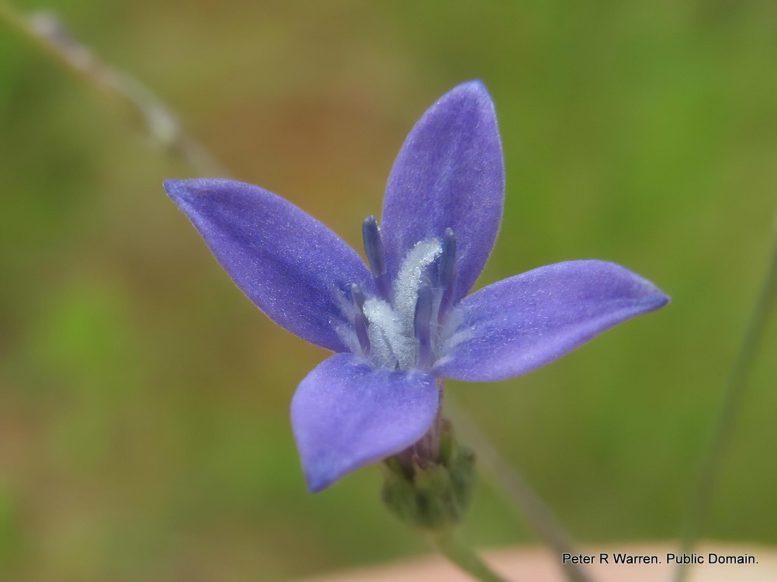 Oldenlandia affinis