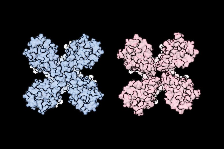 Olfactory Receptor Structure