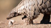 Pangolin Searching for Ants