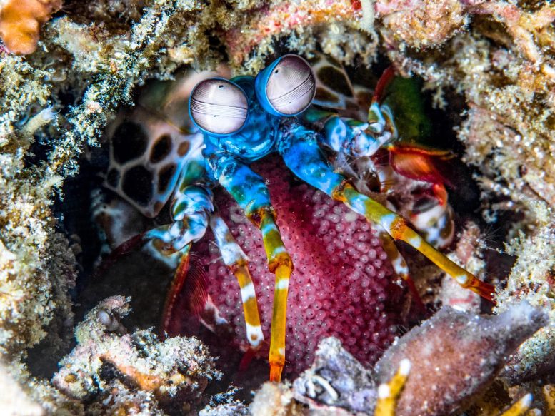 Peacock Mantis Shrimp