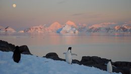 Penguins and a Seal on the Antarctic Peninsula