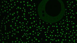 Protein Condensates