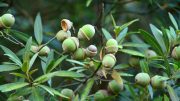 Quercus bambusifolia