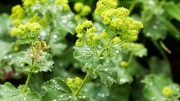 Rain on Plants