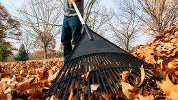 Raking Leaves