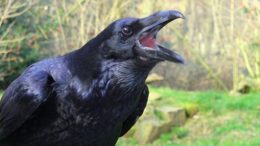 raven