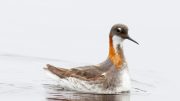 Red Necked Phalaropes