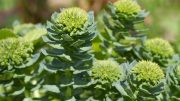 Rhodiola Rosea Blooming