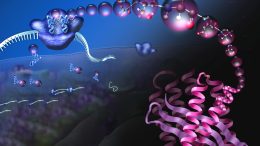 Ribosomal Translation Machinery