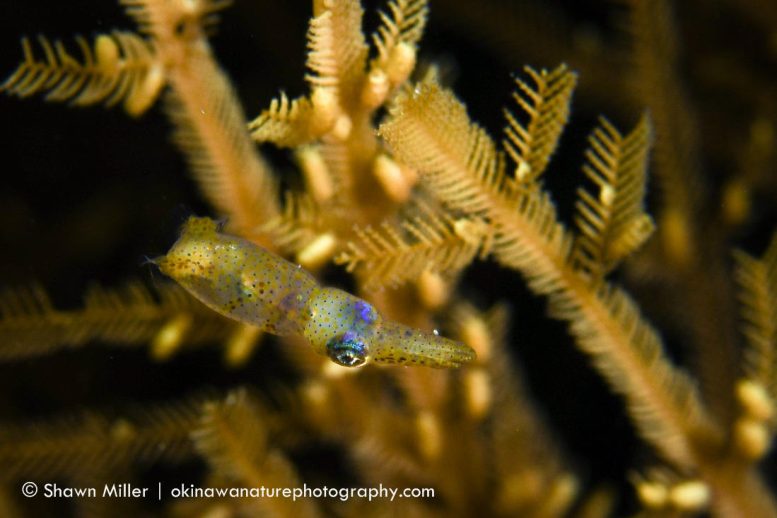 Ryukyuan Pygmy Squid