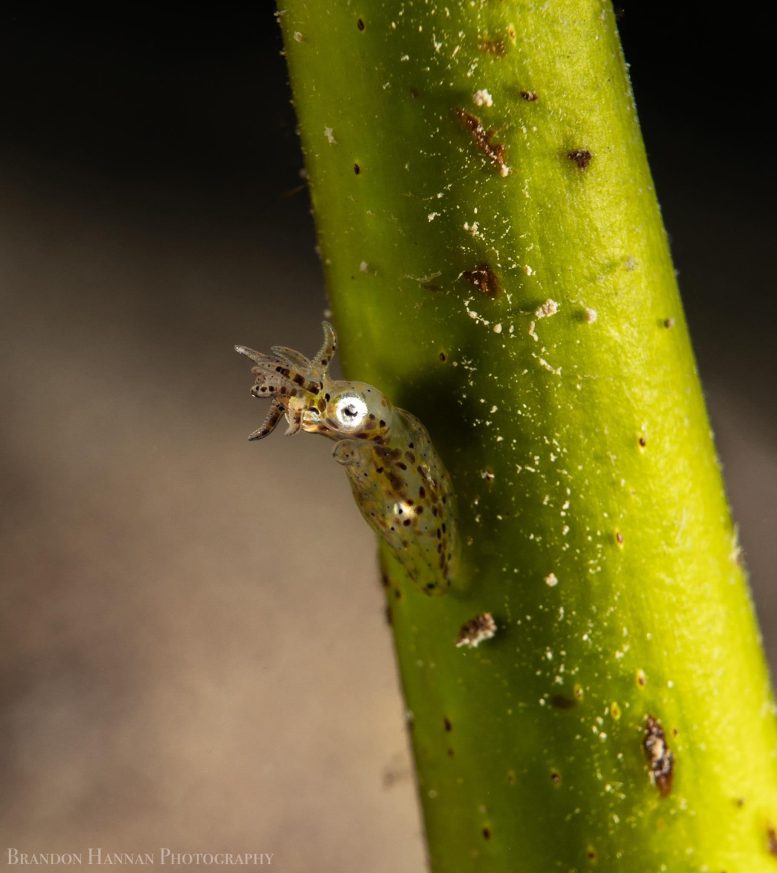 Ryukyuan Pygmy Squid Attached to a Blade of Seagrass