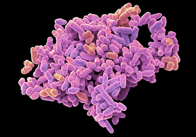 Schizosaccharomyces pombe Yeast Cells Dividing