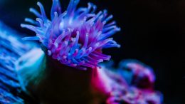 Sea Anemone