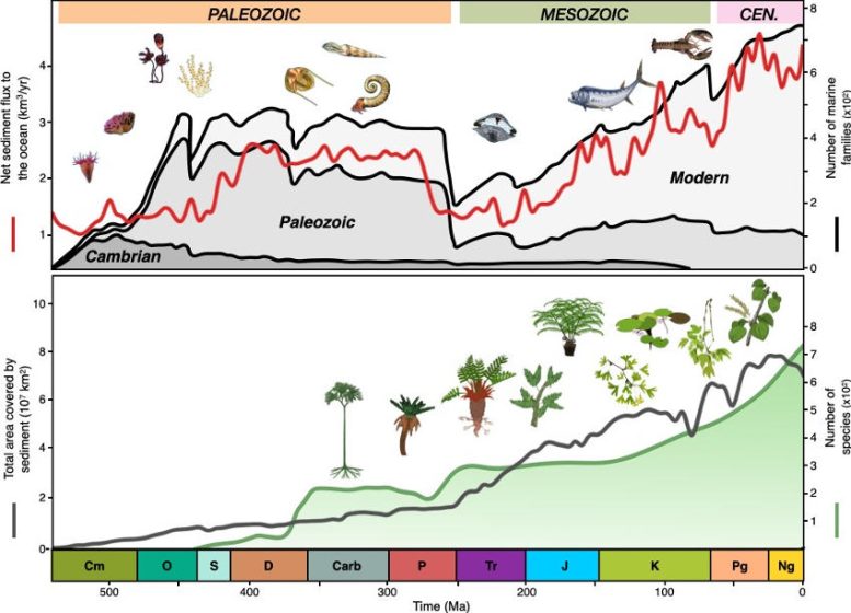 Sediment Flux vs Biodiversity