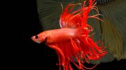 Siamese Fighting Fish