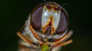 Small Fly Close Up