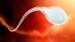 Sperm Cell Illustration