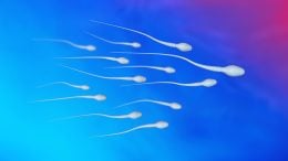 Spermatozoa Sperm Cells