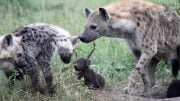 Spotted Hyenas