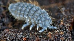 Springtail Close