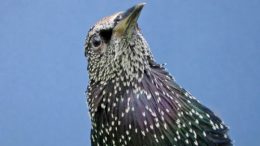 Starling