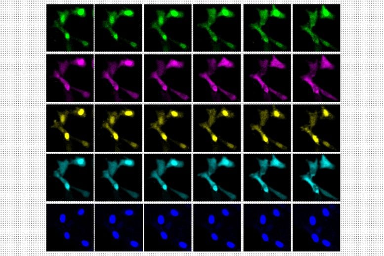 Switchable Fluorophores Image Different Kinases Inside Cells