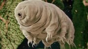 Tardigrade Water Bear