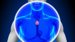 Thymus Human Body Scan