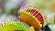 Venus Flytrap