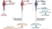 Viral Factor That Impairs Immune Responses in COVID-19