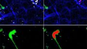 Visualizing HIV Migration