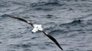 Wandering Albatross Equipped With Logger