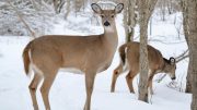 Whitetail Deer