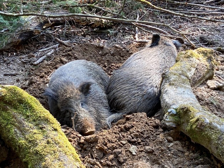 Wild Boars Chernobyl